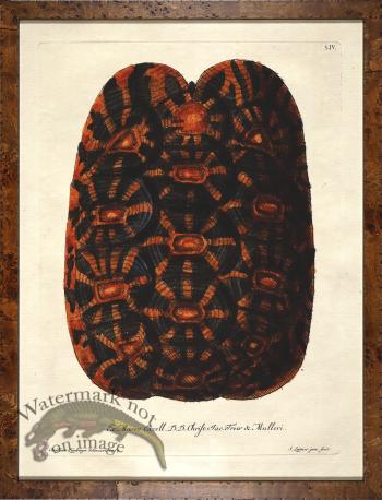 Turtle Shell Burl 02